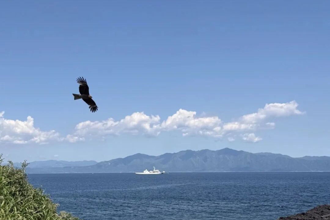 Kagoshima coastline hawk